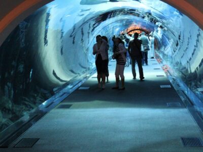 Dubai Mall Aquarium + Penguin Cove